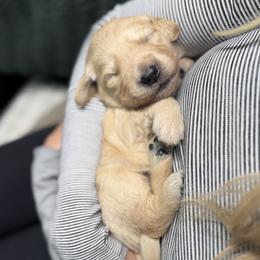 Blue male - Golden male Golden Retriever puppy in Sandy, Utah from North Star Goldens