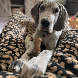 Great Dane Puppies from Dana's Danes