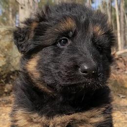 Purple Collar - Female - Black and red female German Shepherd puppy in Charlotte, North Carolina from Zuflucht K9s
