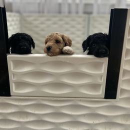 Poodle puppies from Michelle's Doodles