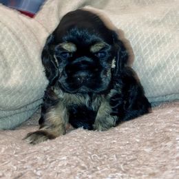 Cocker Spaniel Puppies from Doc's Cockers