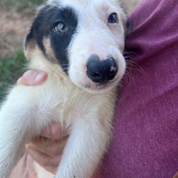 Spencer - Male - Black and white male Border Collie puppy in Avery, Texas from Willa Creek Border Collies