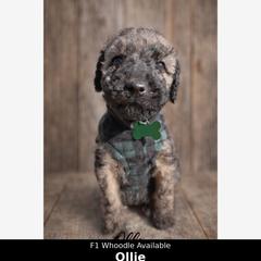 Ollie - Wheaten male Whoodle puppy in Knoxville, Tennessee from Fleury Farm Doodles TN