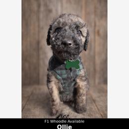 Ollie - Wheaten male Whoodle puppy in Knoxville, Tennessee from Fleury Farm Doodles TN