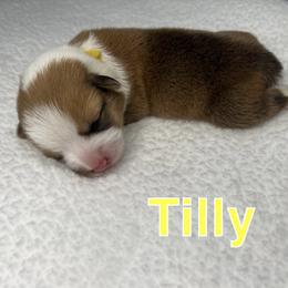 Pembroke Welsh Corgi Puppies from Corgi Lover Crew