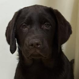 Ferrari - Chocolate female Labrador Retriever puppy in Silver Springs, New York from Humehill