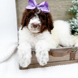 Girl 5 - female Bernedoodle puppy in Statesville, North Carolina from Doodle Babies