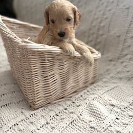 Goldendoodle Puppies from Sweet Doodles of Alabama