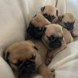 Fawn boy 1 - Fawn male Pug puppy in Norborne, Missouri from Pug Palace