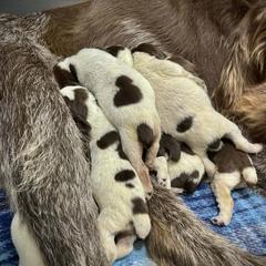 Girl 5 - Brown roan female Spinone Italiano puppy in Teton County, Idaho from Mountain Valley Spinone