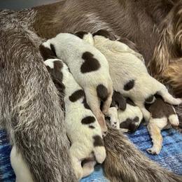 Girl 5 - Brown roan female Spinone Italiano puppy in Teton County, Idaho from Mountain Valley Spinone