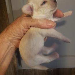Tiny Tina - Cream female Chihuahua puppy in Nc, Florida from Brusseluv2