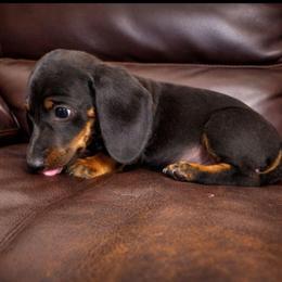 Robin - Black and tan male Dachshund puppy in Tucson, Arizona from Luna May's daschunds