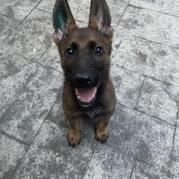 Border Collie and German Shepherd Puppies from Von Guadachi Working Dogs