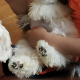 Maltese from Kerrie Craig's Maltese
