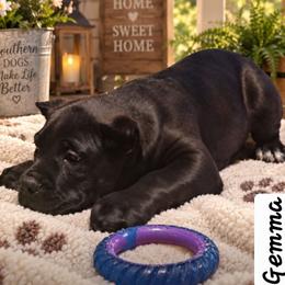 Gemma - Black female Cane Corso puppy in El Paso, Texas from PaPaws Gotta Love It Kennels