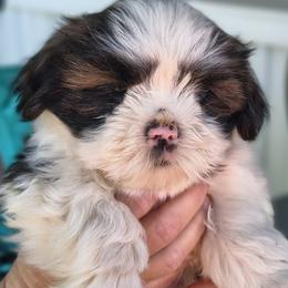 Boba - White male Lhasa Apso puppy in Greenville, South Carolina from Lots of Lhasa Love