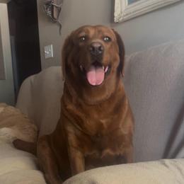 Crispy - Labrador Retriever