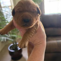 Light Pink - Dark golden female Golden Retriever puppy in Mountain Home, Idaho from Poppy's Garden Golden Retrievers