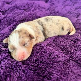 Cinnamon - Red merle female Australian Shepherd puppy in Charlotte, North Carolina from Awesome Aussies