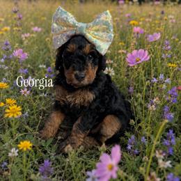 Georgia - Phantom female Poodle puppy in Waco, Texas from Poodle Paradise