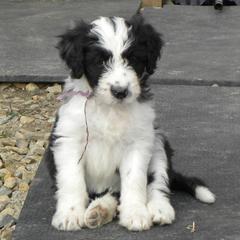 Bernedoodles and Bordoodles from Mesa View Puppies