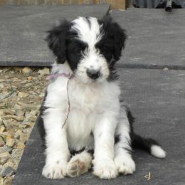 Bernedoodles and Bordoodles from Mesa View Puppies