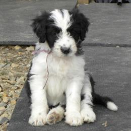 Bernedoodles and Bordoodles from Mesa View Puppies