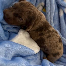 Wacko - Dapple male Dachshund puppy in Menifee, California from The Weenie Hut Doxies