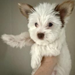 AKC Registered Princess Grace - Chocolate, tan and white female Yorkshire Terrier puppy in Eustis, Florida from Angel Spun Yorkies