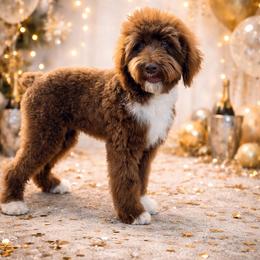 Fudge - Fully Trained - Brown and white male Sheepadoodle puppy in Youngstown, Florida from Wonderland’s Boujie Kennels