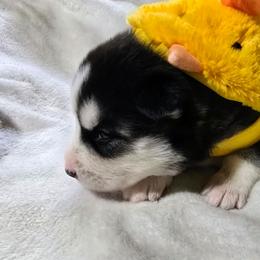 Rambo - Black tan and white male Siberian Husky puppy in Kansas City, Missouri from Anuun's Huskies