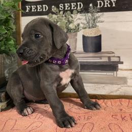Blue Female with Lavender Collar - Blue female Great Dane puppy in Carencro, Louisiana from Halsey Danes