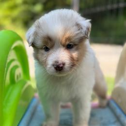 Moody - Red merle male Australian Shepherd puppy in Massachusetts from Knauer Australian Shepherds