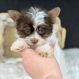 Coby - Chocolate, tan and white male Yorkshire Terrier puppy in Liberty, Texas from Tiny Yorkshire pups