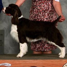 English Springer Spaniels from Springers Of Oz
