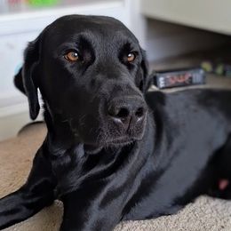 Fenrir - Labrador Retriever