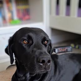 Fenrir - Labrador Retriever
