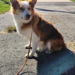 Willow - Border Collie