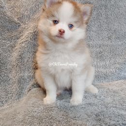 Pomsky Puppies from Chi-Town Pomsky