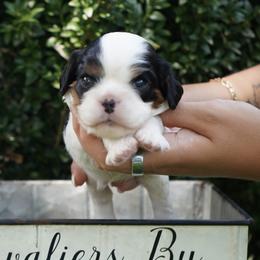 Lance - Tri-color male Cavalier King Charles Spaniel puppy in Lula, Georgia from Cavaliers by Crumley