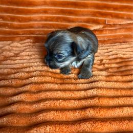 Ferguson - Sable male Yorkshire Terrier puppy in Tulsa, Oklahoma from Conns Cuddly Canines