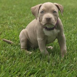 American Bully Puppies from SouthernCharm Kennel (SCP)