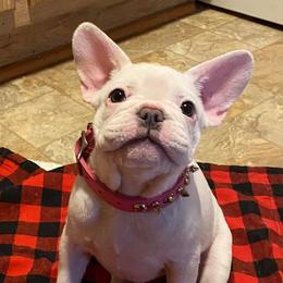 French Bulldog Puppies from Texas Star Frenchies
