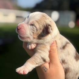 Gunner AKC - Red merle male Australian Shepherd puppy in Polk City, Florida from Skaky Shepherds