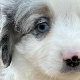Miniature Australian Shepherds and Pembroke Welsh Corgis from Geri's Dogs