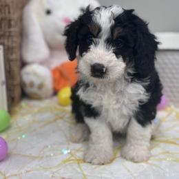 River - Tri-color male Bernedoodle puppy in Jacksonville, Florida from Star of the Sea Doodles