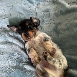 Wally- (Lightning) - Black and cream male Dachshund puppy in Wolf Lake, Indiana from Canisteo Dachshunds