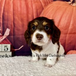 Girl - Chocolate and tan female Dachshund puppy in Lakeland, Florida from Ruthie’s Rich Mini Dachshunds