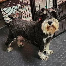 Caroline - Miniature Schnauzer